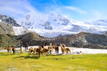Peru – Lodge-Trekking mit Lamahirten – März 2024